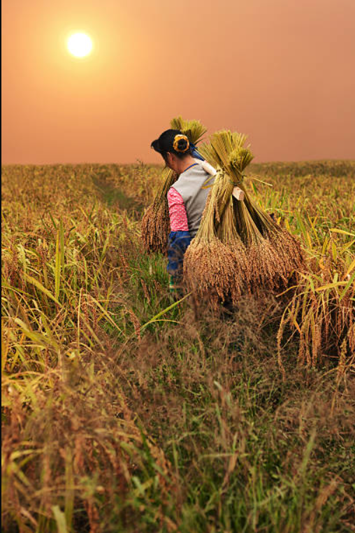 Women farmers working together