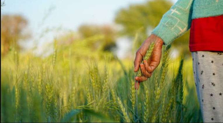 Women farmers in agricultural field