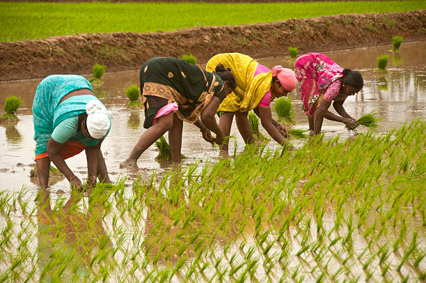 Women-led agriculture